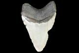 Bargain, Fossil Megalodon Tooth - North Carolina #101303-2